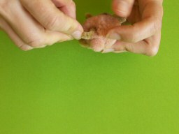 Coller la patte arrière