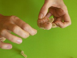 Le fil traverse le lapin